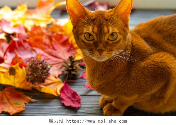 黑色木板上的一只猫咪深蓝色的猫橙色坐在窗台上，秋天落下来的黄叶.